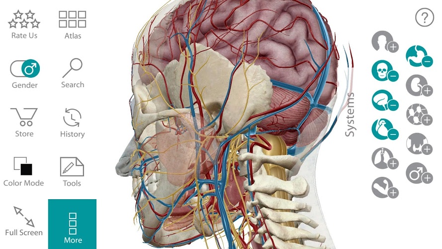 human anatomy 3d free